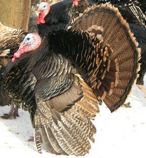 Organic Heritage Turkeys for the Holidays