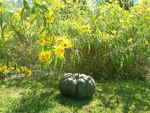 Blooming Hill Farm