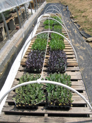 Mad Hatter Farm