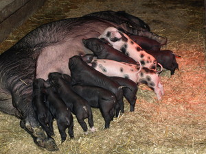 Fischer Farm