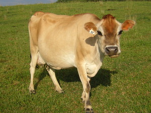 Sterling Bridge Dairy Farm