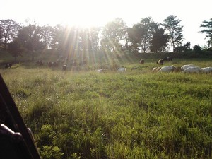 Angel Acres Farm, LLC