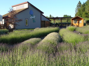 Mountain View Lavender Farm