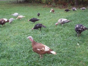 Harp Turkey Ranch