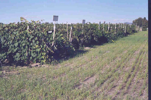 Quality Nursery