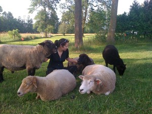 3SheepstotheWind