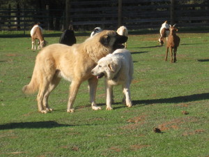 V&O Ranch