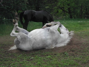 Caledonia Farm
