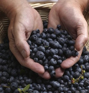 Pioneer Valley Organic Farm