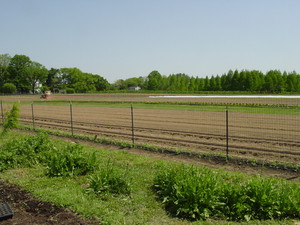 The Student Sustainable Farm at Rutgers