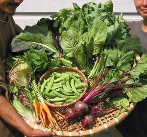 CSA at Natural Harvest Farm
