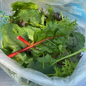 Bayfield Foods CSA