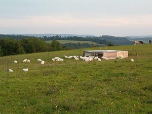 RockyTop Farm