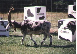 Famous Acres