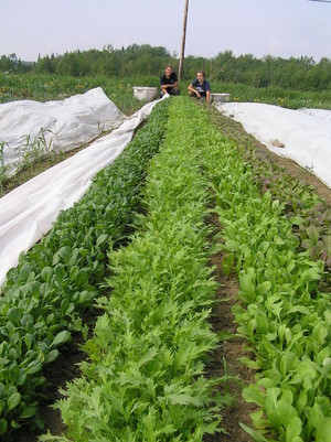 Back Acres Farm