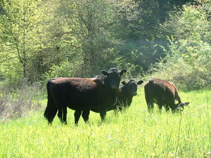 Cherryhill Ranch