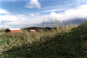 Autumn Hills Orchard