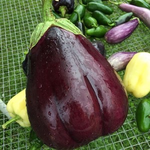 Crazy Daisy CSA