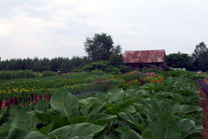 Harvest Hill Farm