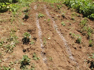 VegiGirls Farm