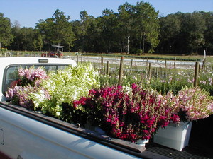 Dragonfly  Farms and Gardens