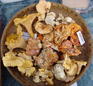 Millard Family Mushrooms
