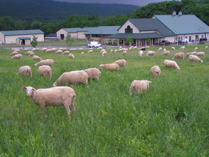VALLEY SHEPHERD CREAMERY