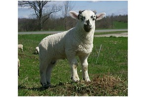 Schafer Sheep Farm
