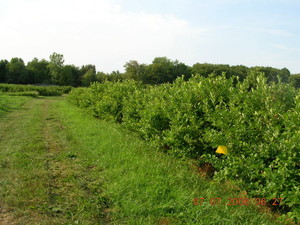 Pleasant Hill Farm