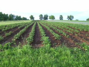 Elmwood Stock Farm