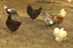 Bit By Bit Farms
