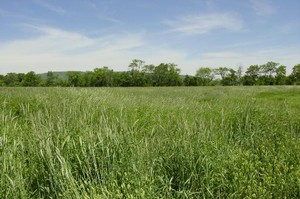 Summer Creek Farm