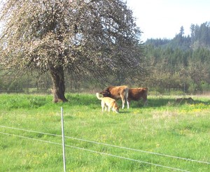 Mossback Farm
