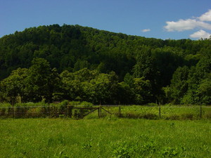 Screech Owl Farm