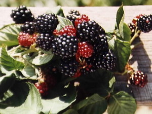 Sand Hill Berries