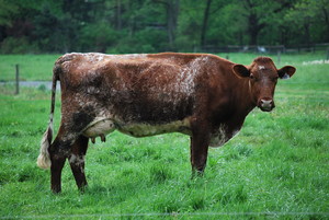 Cherry Grove Farm