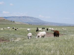 Ferry Creek Ranch / Montana Grasslands Beef