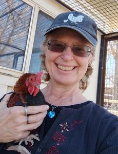 Angela's Chickens