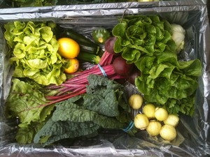 Freewheelin' Farm