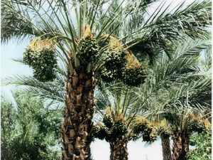 Pato's Dream Date Gardens