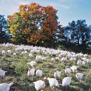Good Earth Farms
