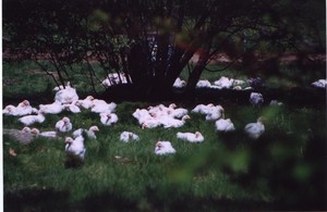 Winrose Farm