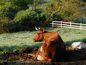 Fiskesange Farm