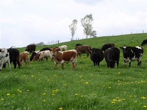 Sweet Meadows, Ltd.