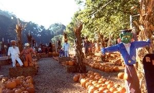 Clancys Christmas Trees & Pumpkin Patch