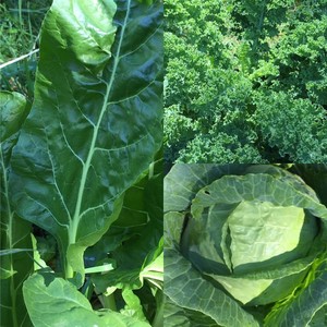 Lonicera Farm