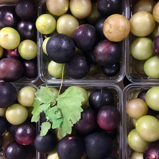 Agriberry Farm and CSA