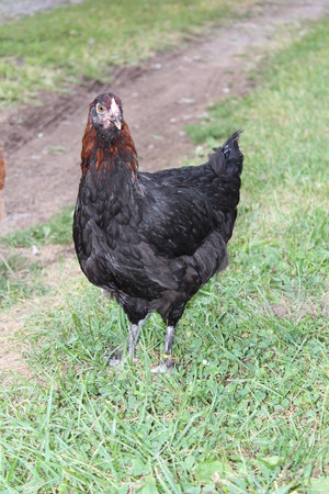 Oak Grove Angus Farms