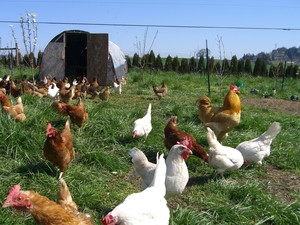 Kookoolan Farms LTD