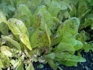 Good Seed Garden
